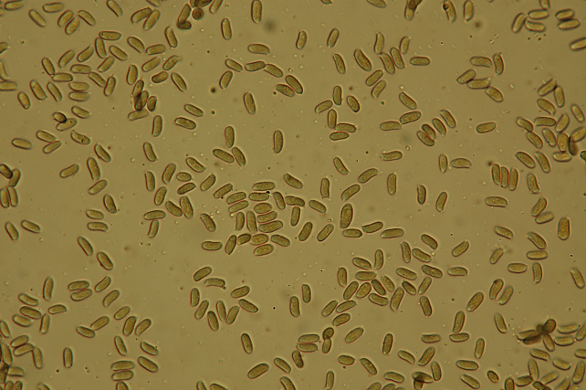 Aphyllophorales invernali.